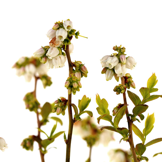 Close-up of white bell-shaped flowers and fresh green leaves on a Duke Blueberry bush branch