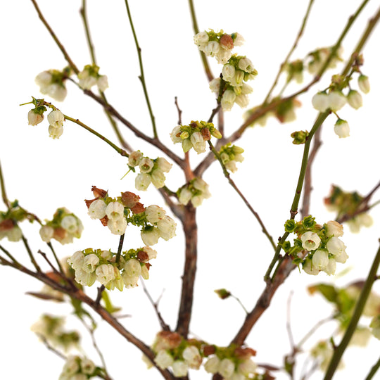 Detailed view of cream-colored bell flowers blooming on a Duke Blueberry bush branch