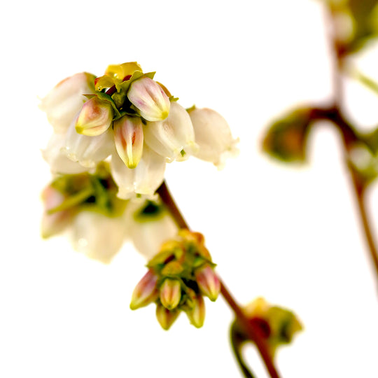 Close-up of pink-tipped white bell flowers blooming on a Duke Blueberry bush branch