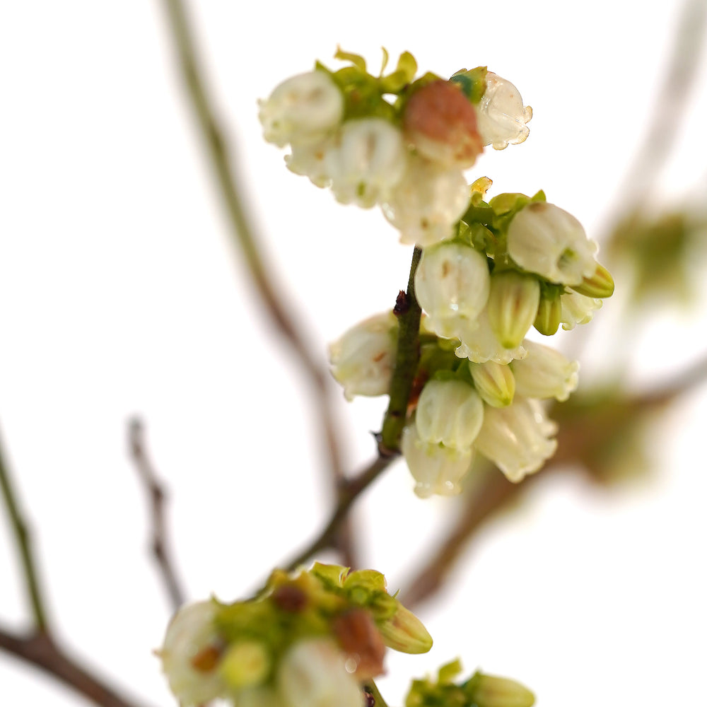 Close-up of creamy-white bell flowers blooming on a Duke Blueberry bush branch