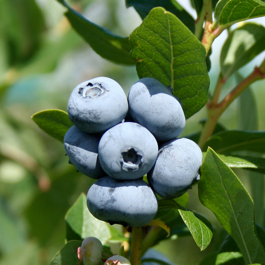 Close-up of a cluster of ripening blue berries on a Duke Blueberry bush branch