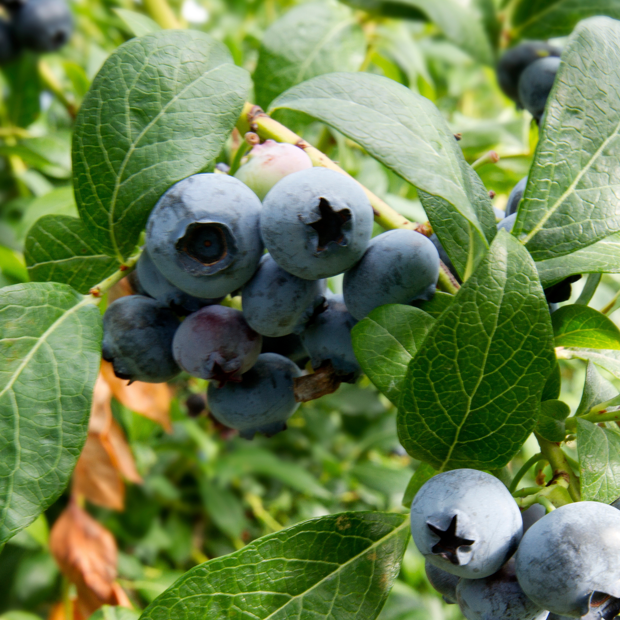Close-up of high-yield clusters of ripe blue berries on an Elliott Blueberry bush branch