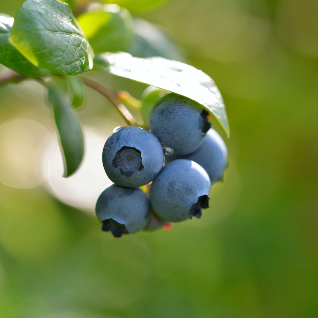 Close-up of ripe blue berries growing on a Jersey Blueberry bush branch