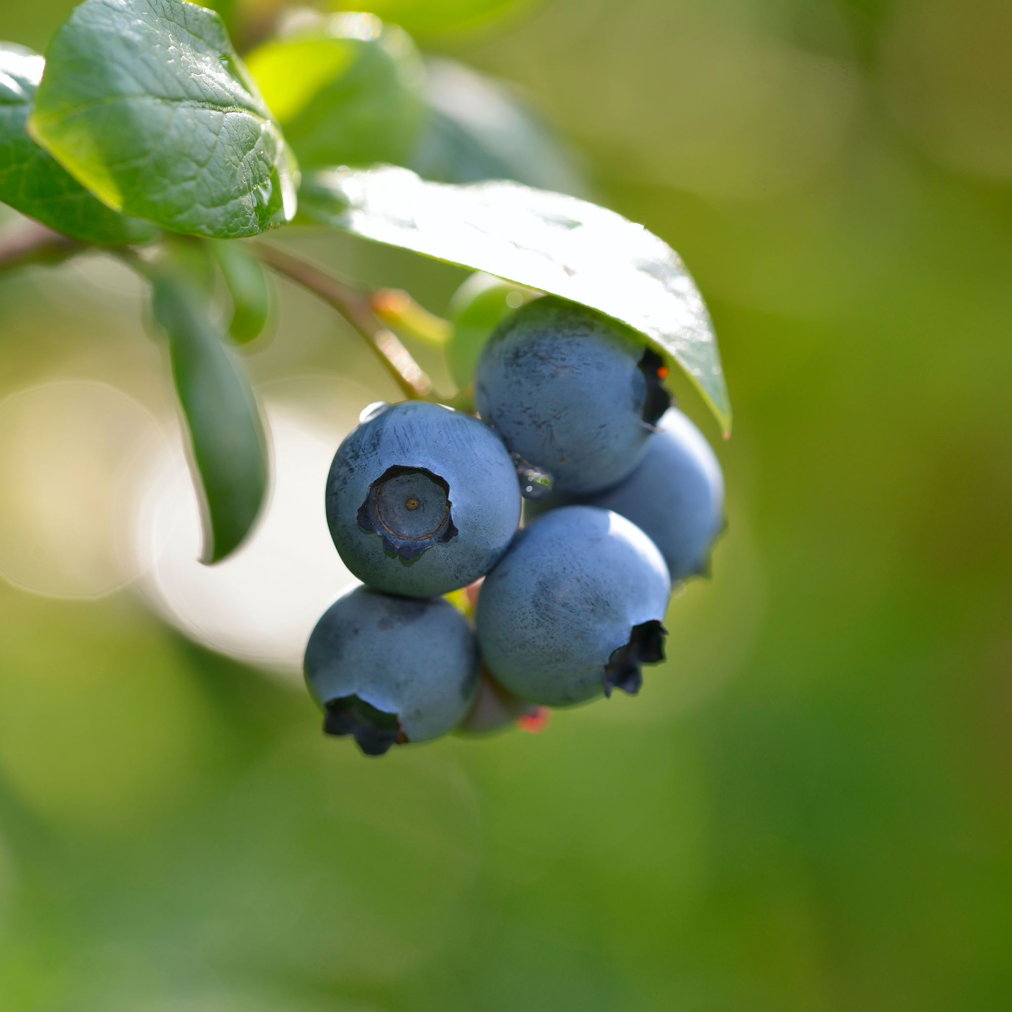 Close-up of ripe blue berries growing on a Jersey Blueberry bush branch