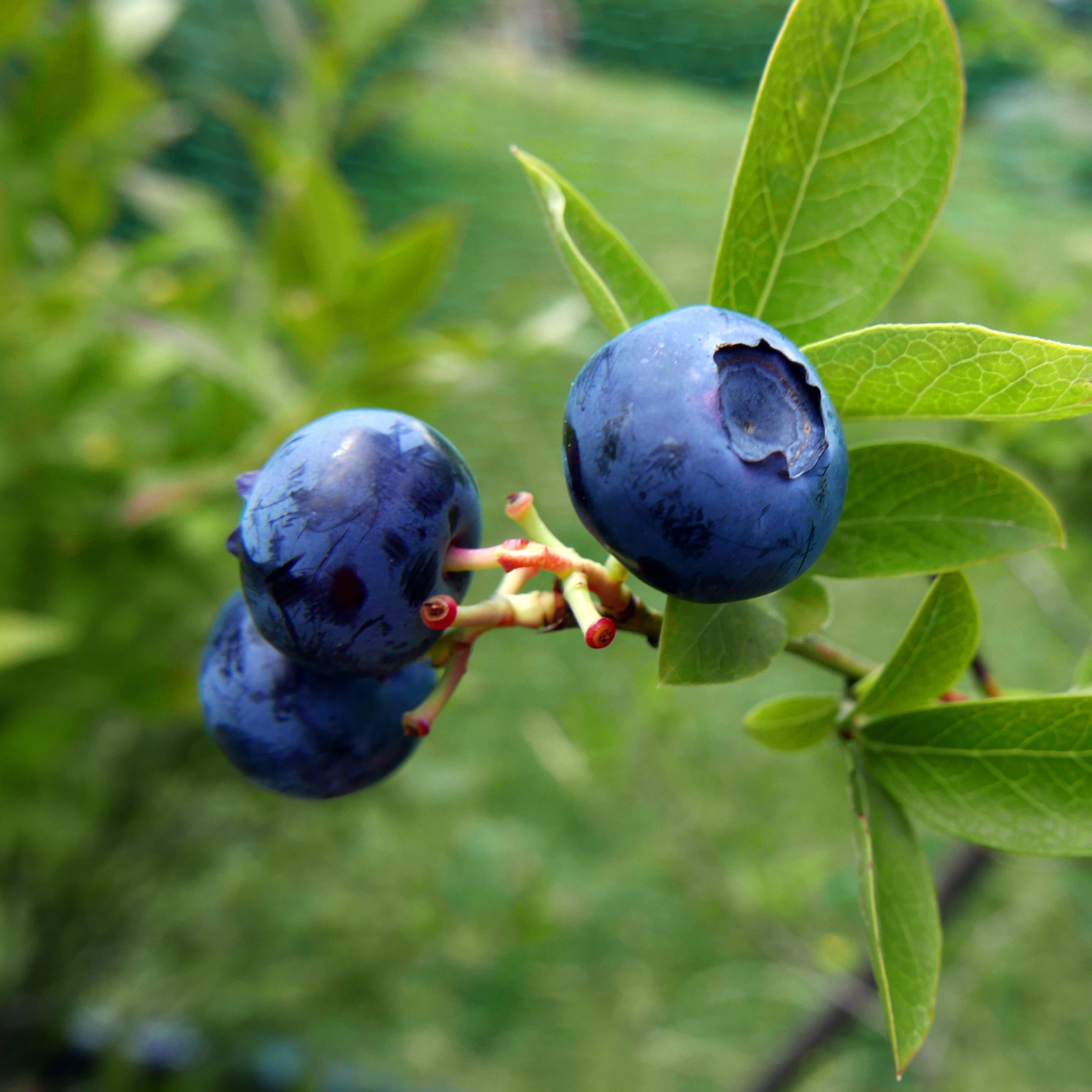 Close-up of ripe blue berries growing on a Jubilee Blueberry bush branch
