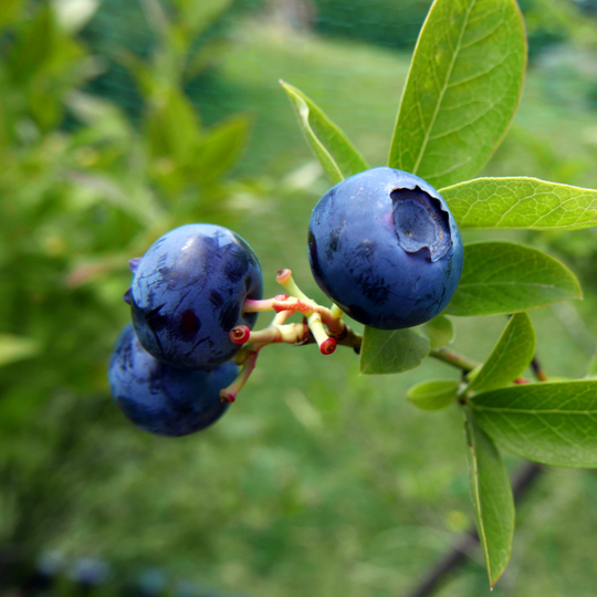 Close-up of ripe blue berries growing on a Jubilee Blueberry bush branch