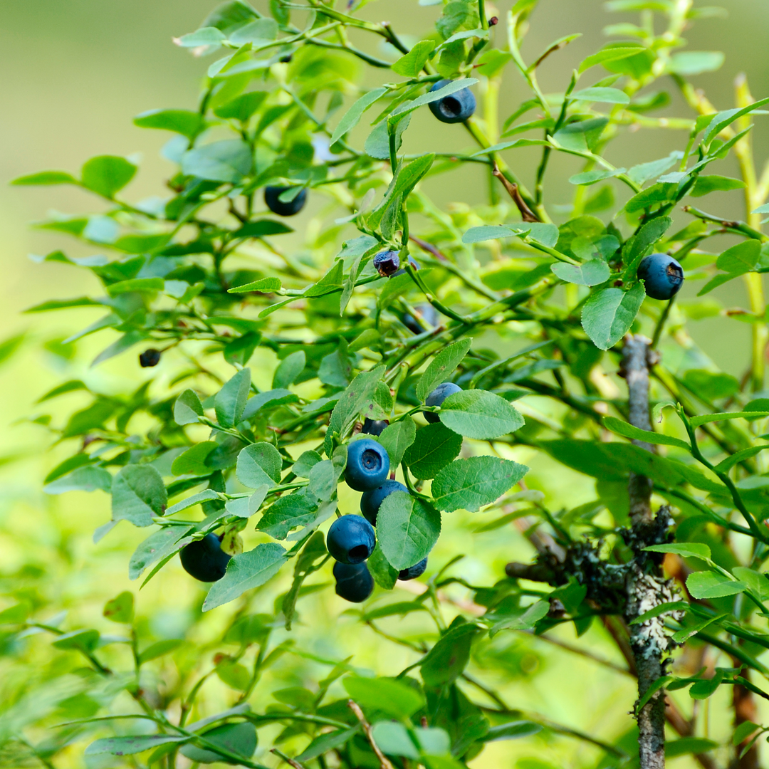 A close-up of ripe and unripened berries maturing on a Jubilee Blueberry bush branch