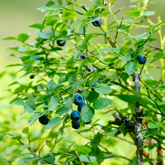 A close-up of ripe and unripened berries maturing on a Jubilee Blueberry bush branch