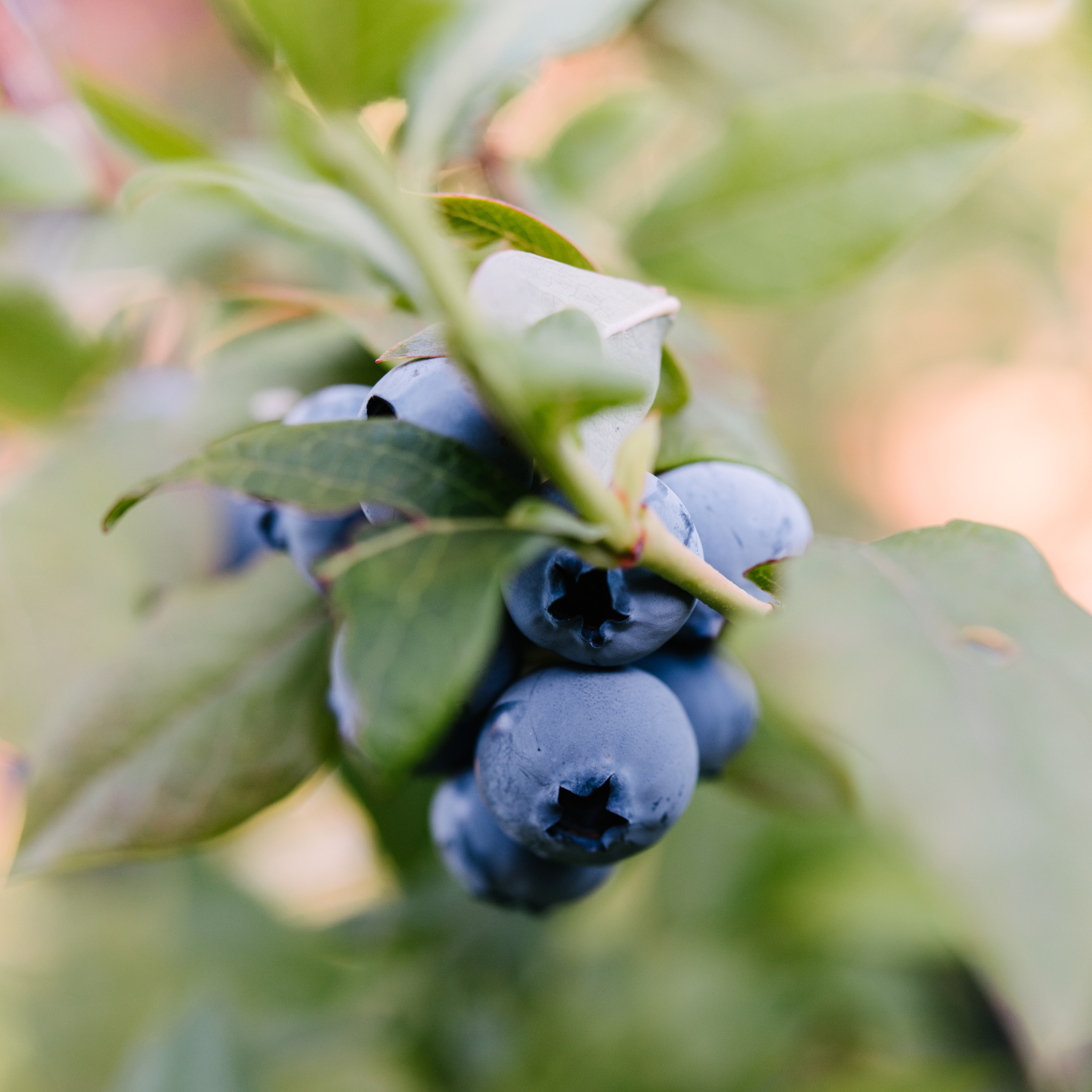 Close-up of ripe blue berries growing on a Northland Blueberry bush branch