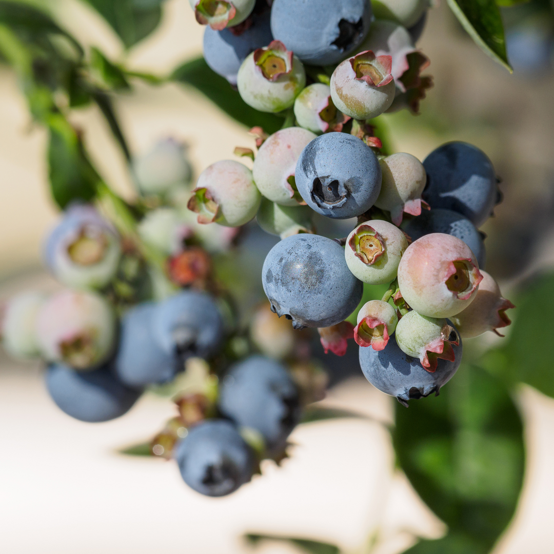Close-up of ripening blue berries growing on an O'Neal Rabbiteye Blueberry bush branch