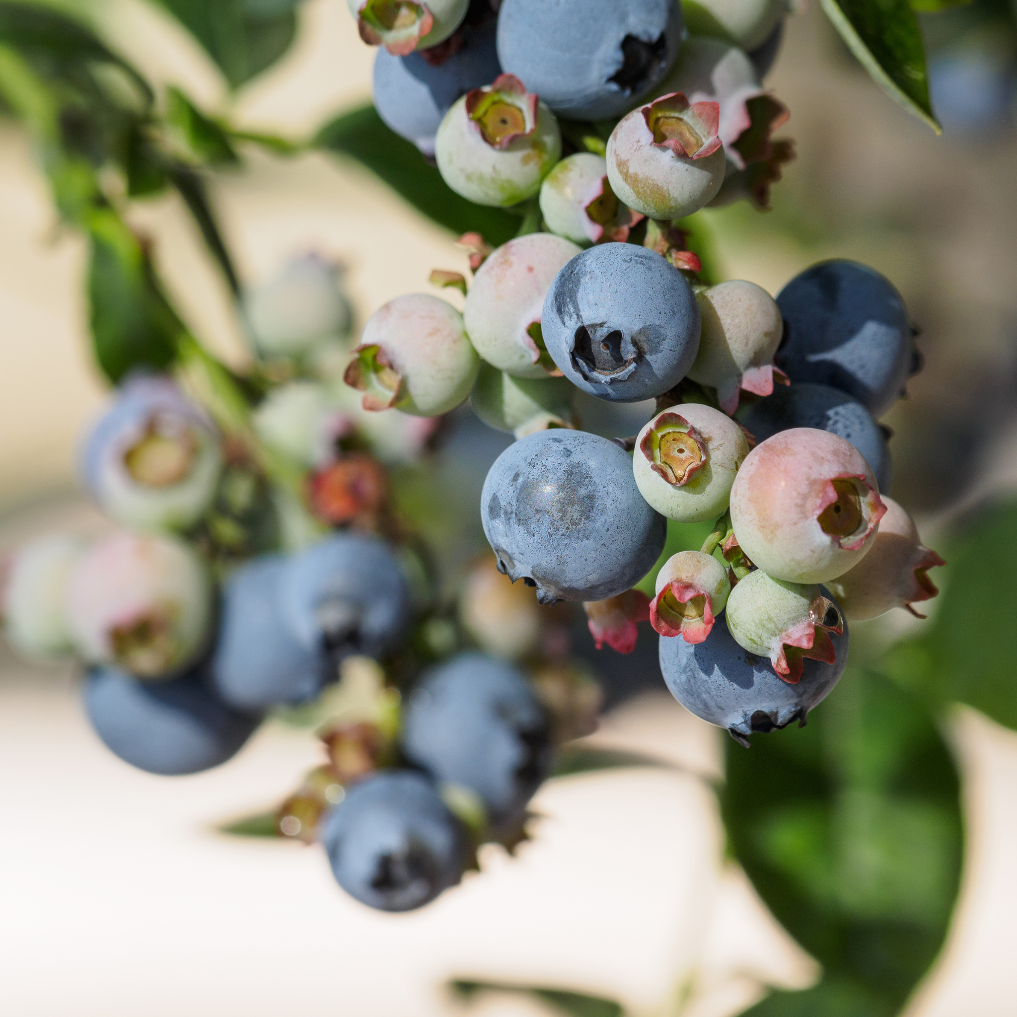 Close-up of ripening blue berries growing on an O'Neal Rabbiteye Blueberry bush branch