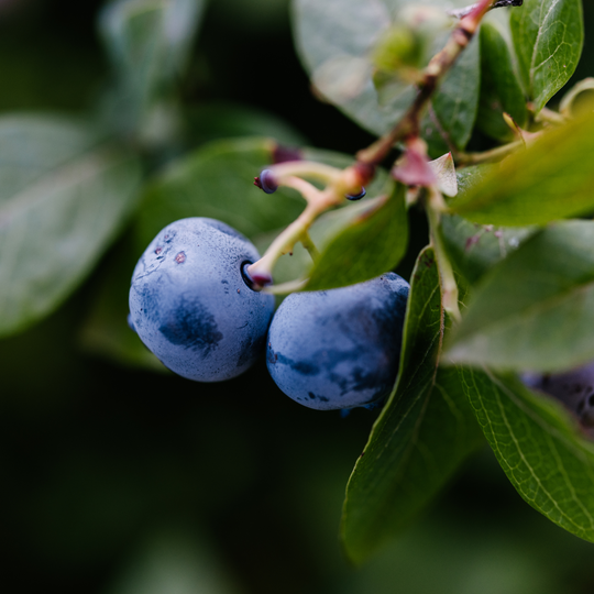 Close-up of ripe blue berries growing on a Patriot Blueberry bush branch