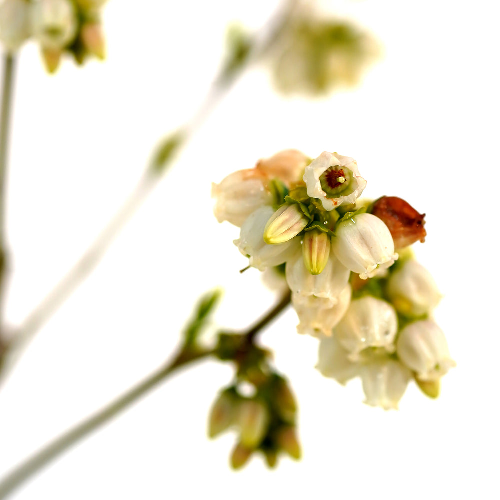 A close-up of white spring blossoms blooming on a Patriot Blueberry bush branch