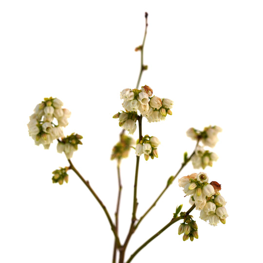 A close-up of delicate white flowers blooming on Patriot Blueberry bush branches