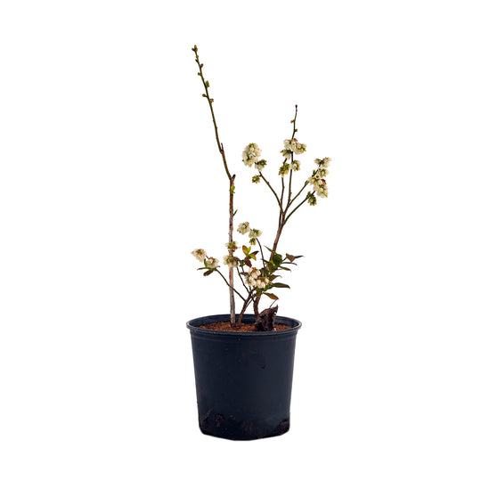 A young Patriot Blueberry bush with white spring blossoms in a black nursery pot