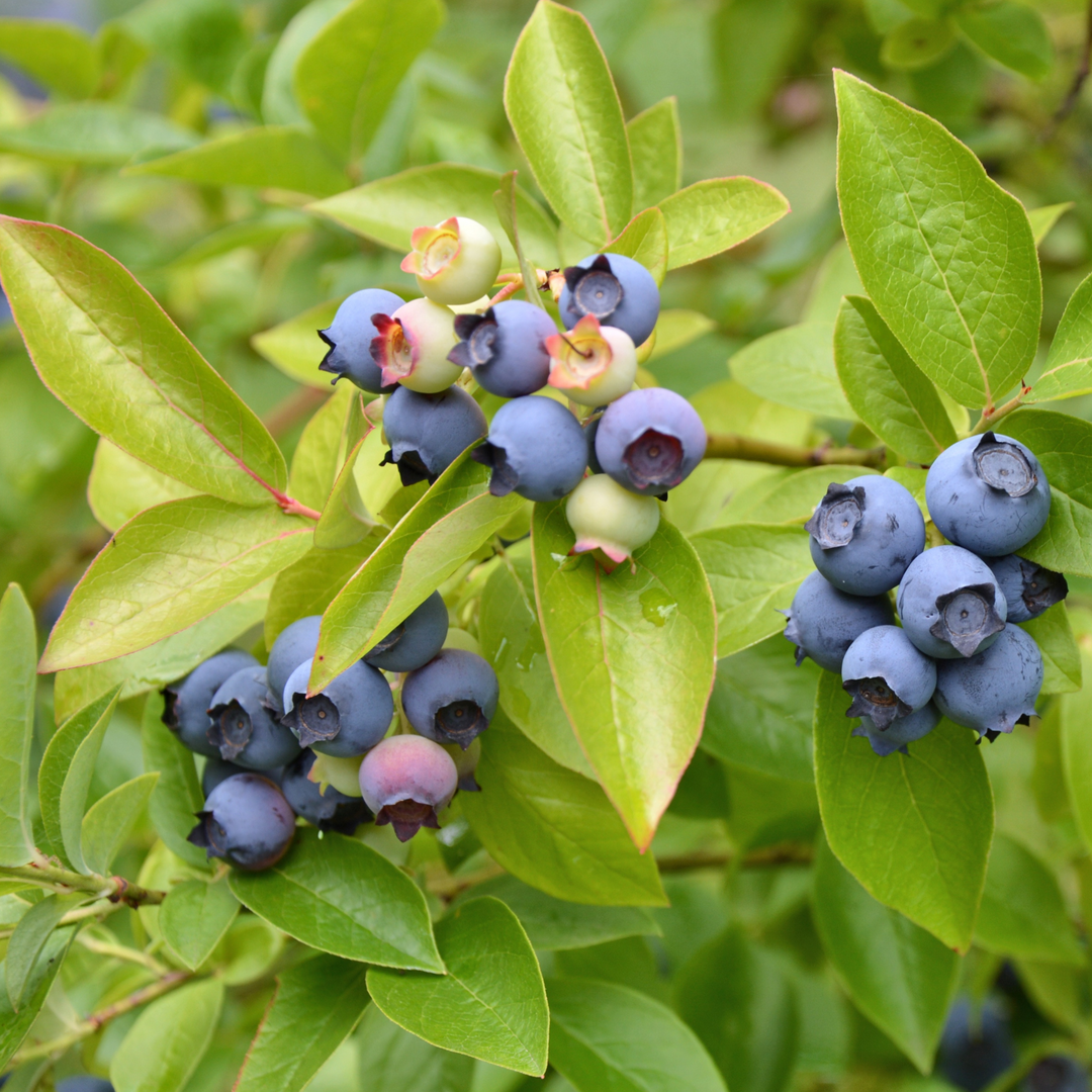 Close-up of ripe light blue berries growing on a Powder Blue Rabbiteye Blueberry bush