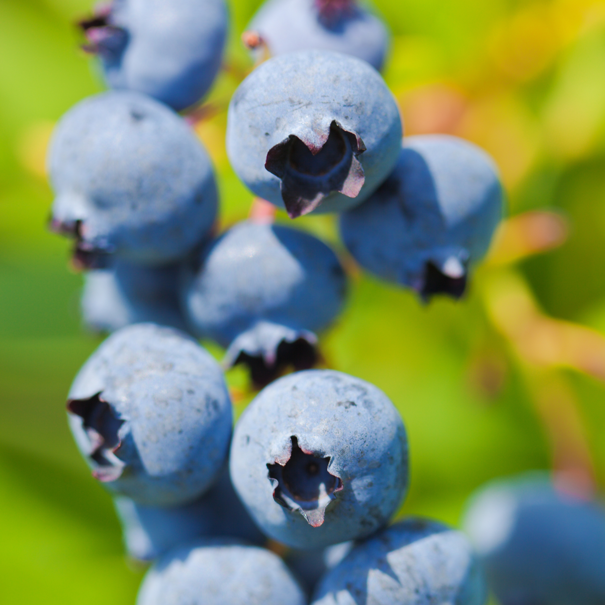 Close-up of ripe blue berries growing on a Premier Rabbiteye Blueberry bush