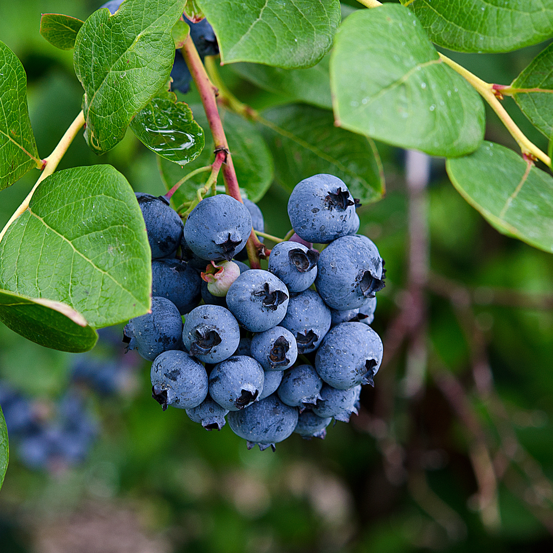 Close-up of ripe blue berries growing on a Tophat Blueberry bush