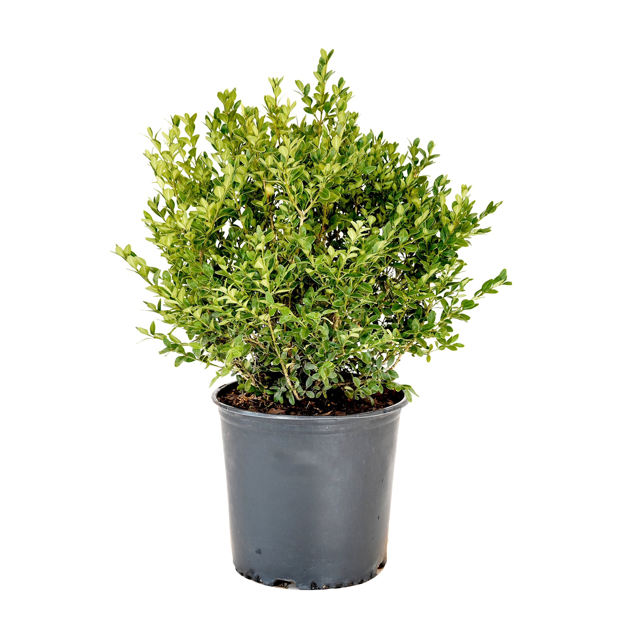 Potted Green Velvet Boxwood shrub with green foliage in a black nursery pot
