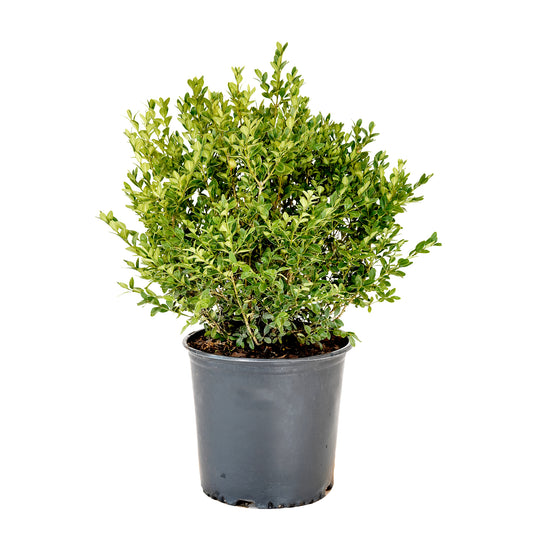 Potted Green Velvet Boxwood shrub with green foliage in a black nursery pot