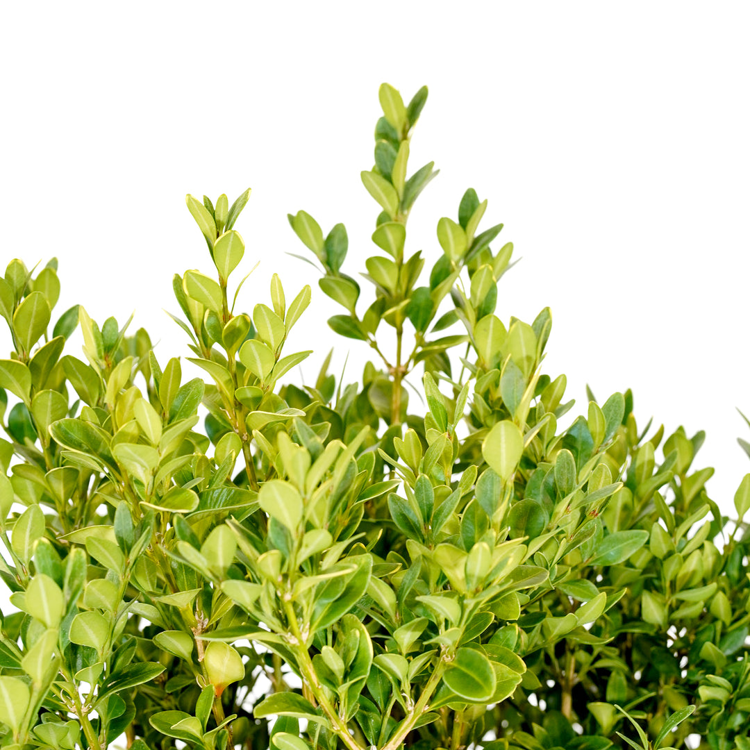 Close-up of bright green new foliage on a Green Velvet Boxwood shrub