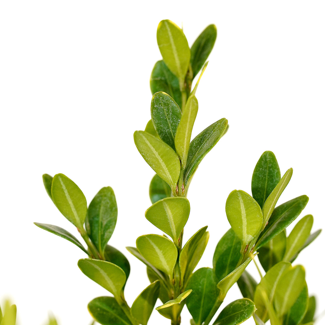 Macro close-up of glossy green leaves on a Green Velvet Boxwood stem