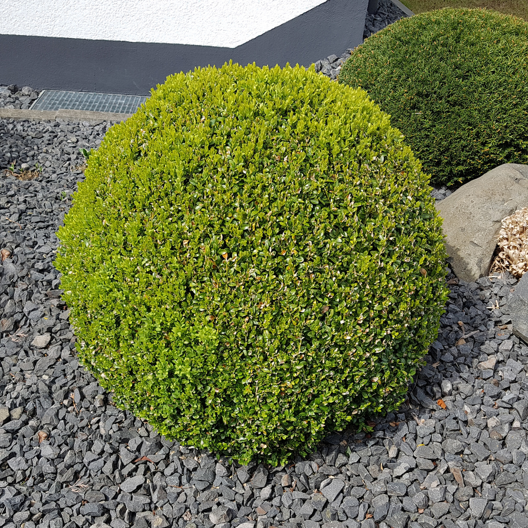 Perfectly round Green Velvet Boxwood shrub planted in a gravel landscape