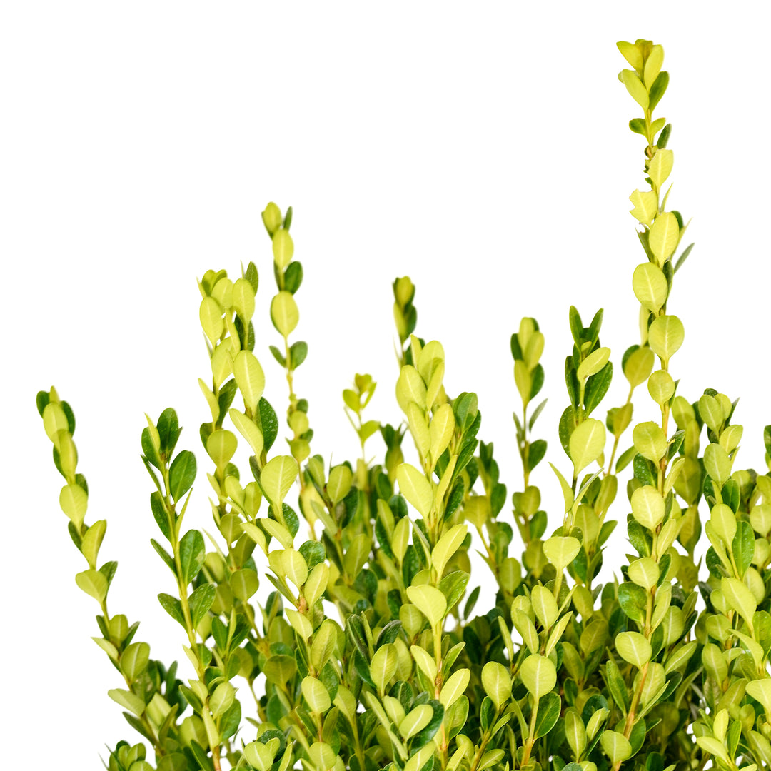 Close-up of bright yellowish-green new foliage on a Wintergreen Boxwood shrub