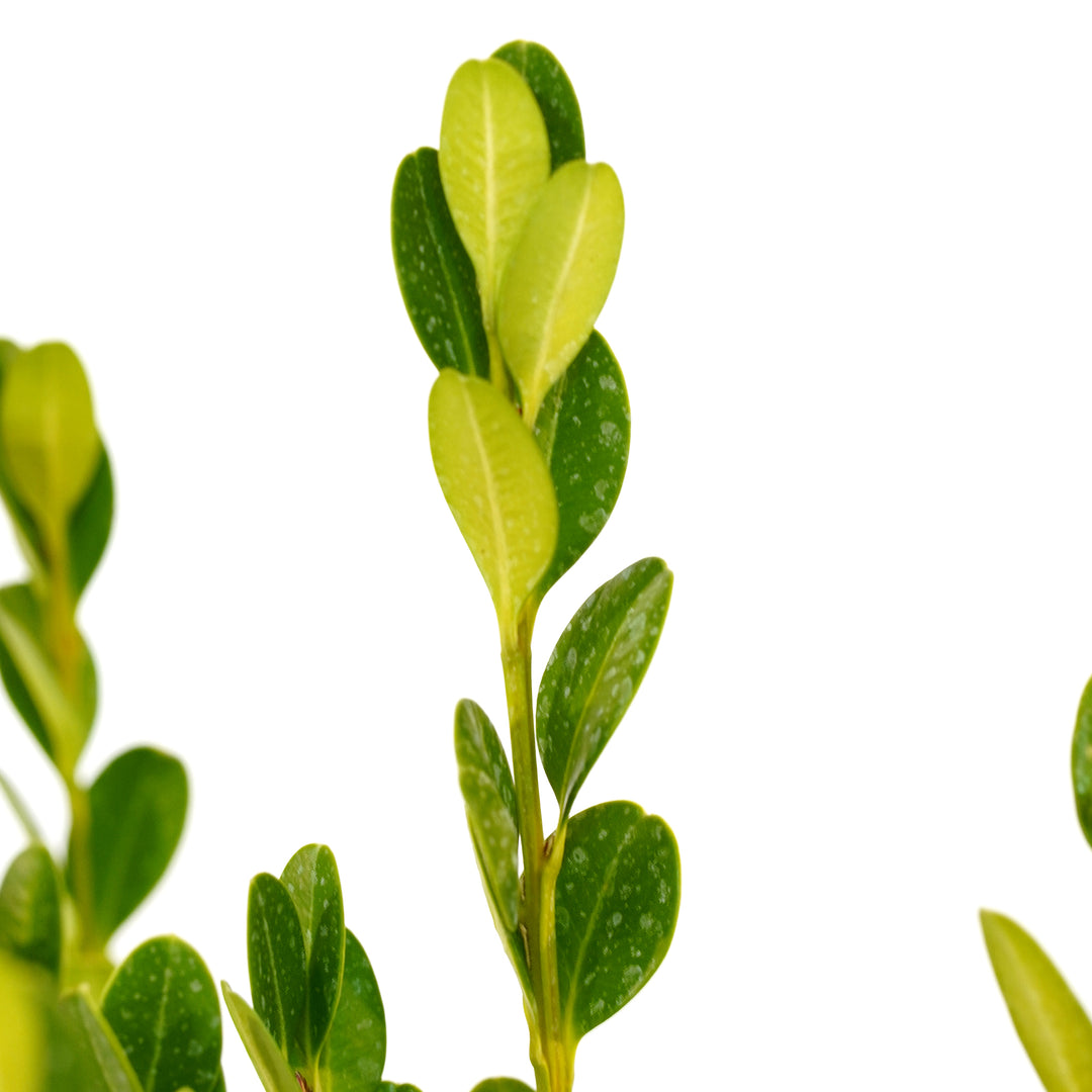 Macro close-up of bright yellowish-green new leaves on a Wintergreen Boxwood stem
