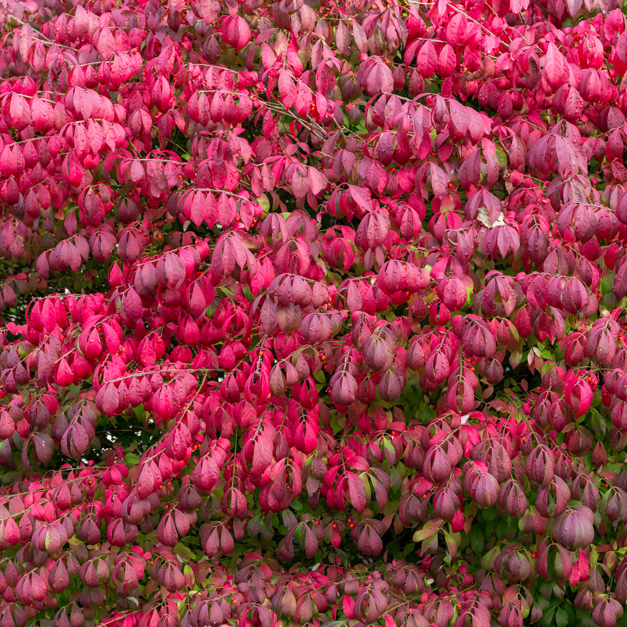 Close-up of vibrant red fall foliage on a Burning Bush shrub