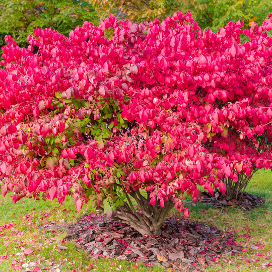 Mature Burning Bush shrub with vibrant red autumn foliage in a garden landscape