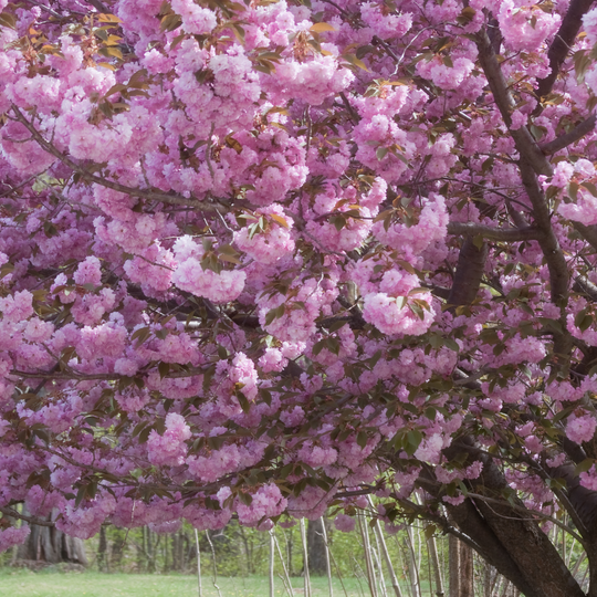 Close-up of dense, double pink blossoms on a Kwanzan Flowering Cherry tree
