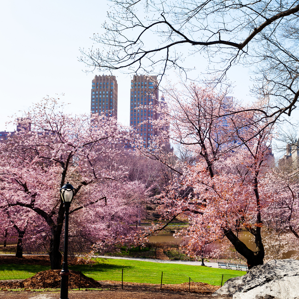 Landscape view of Kwanzan Flowering Cherry trees with pink blossoms in a park setting