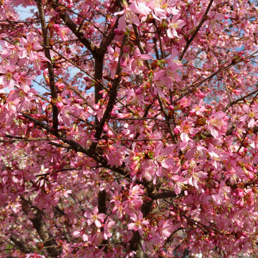 Close-up of profuse pink blooms on an Okame Flowering Cherry tree