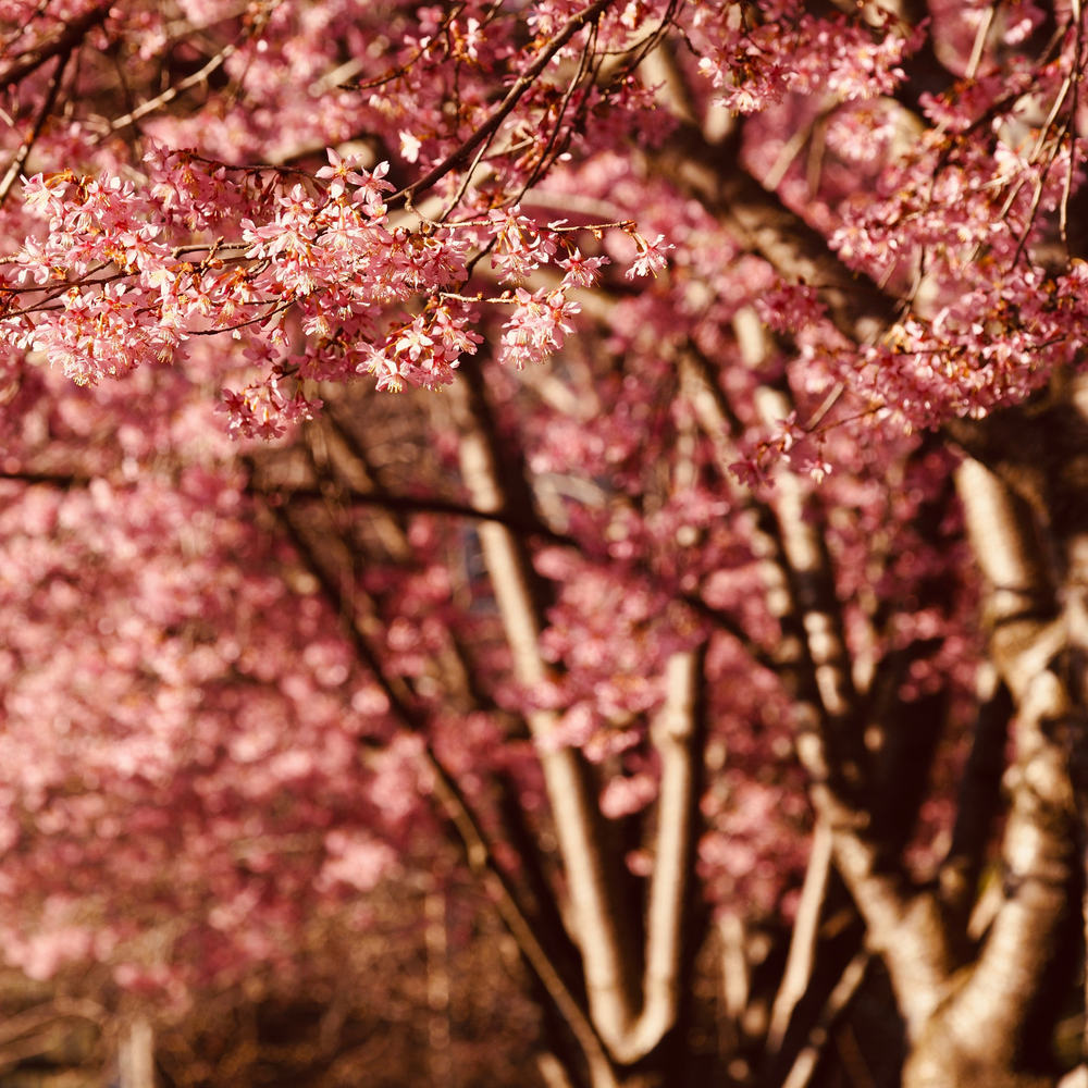 Upward view of dense pink blossoms in the canopy of an Okame Flowering Cherry tree
