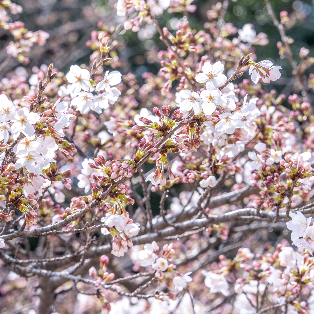 Close-up of pale pink and white blossoms on a Yoshino Flowering Cherry tree
