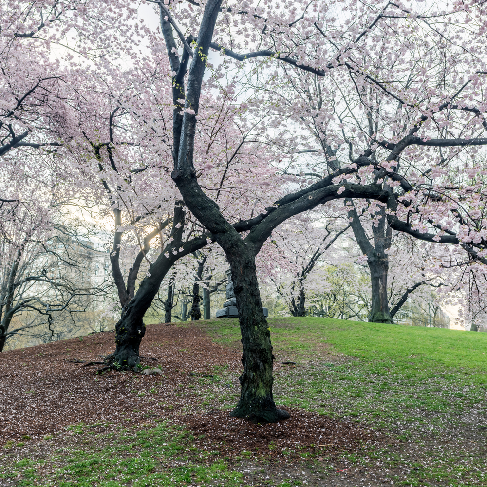 Landscape view of Yoshino Flowering Cherry trees with pale pink blossoms in a park setting