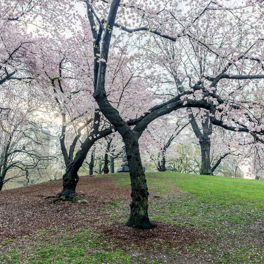 Landscape view of Yoshino Flowering Cherry trees with pale pink blossoms in a park setting