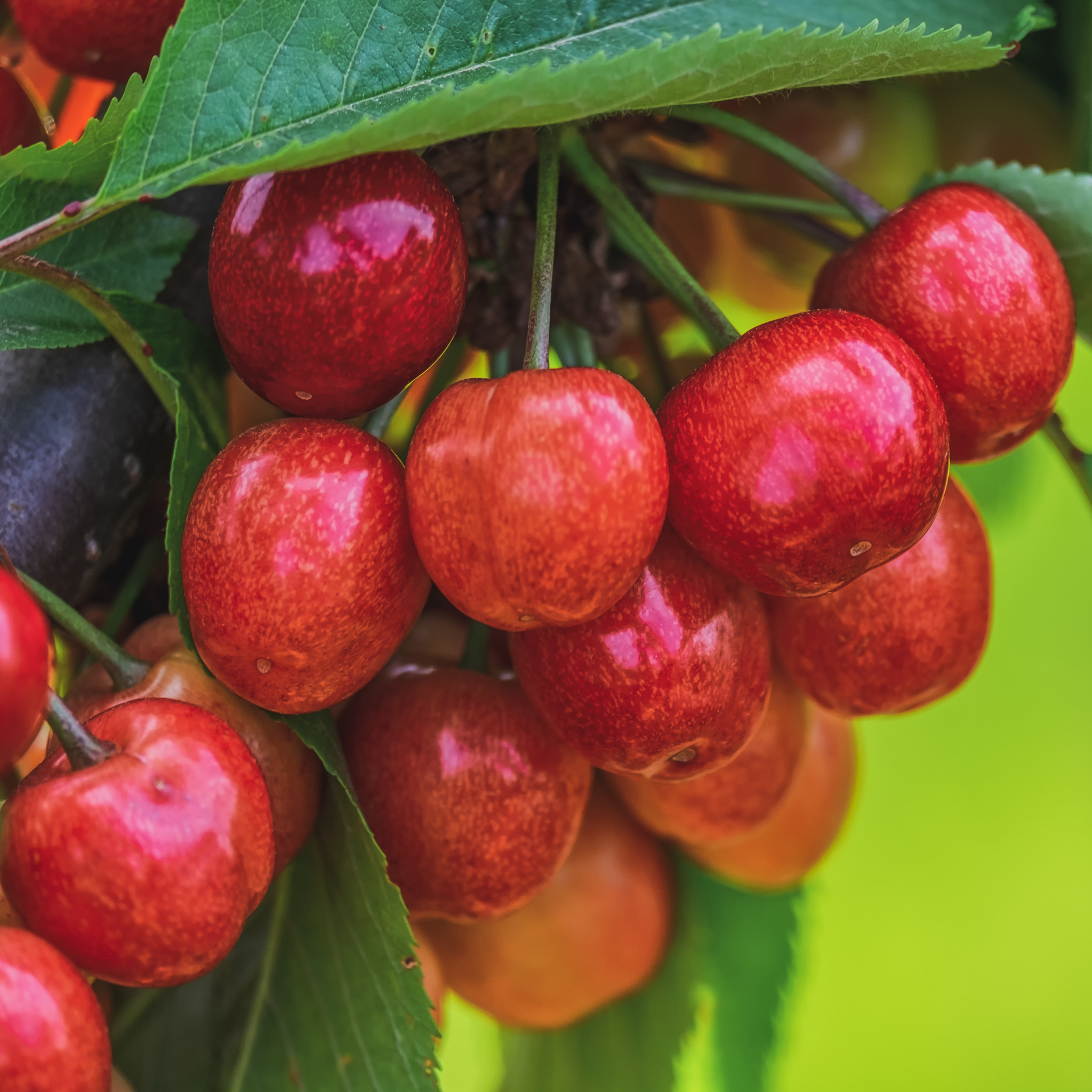 Close-up of ripe dark red cherries growing on a Bing Fruiting Cherry tree