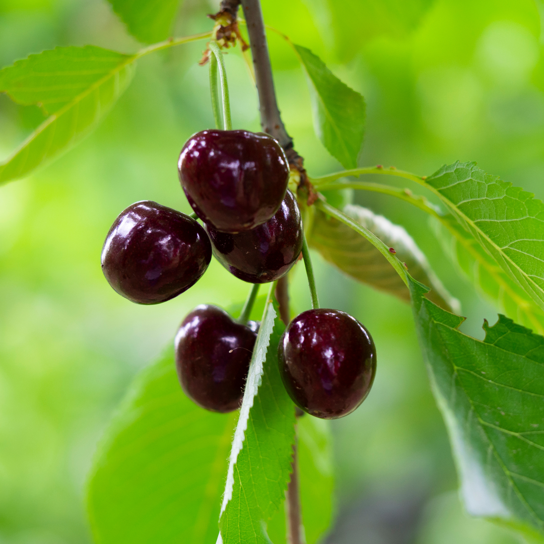 Close-up of ripe black cherries growing on a Black Republican Fruiting Cherry tree
