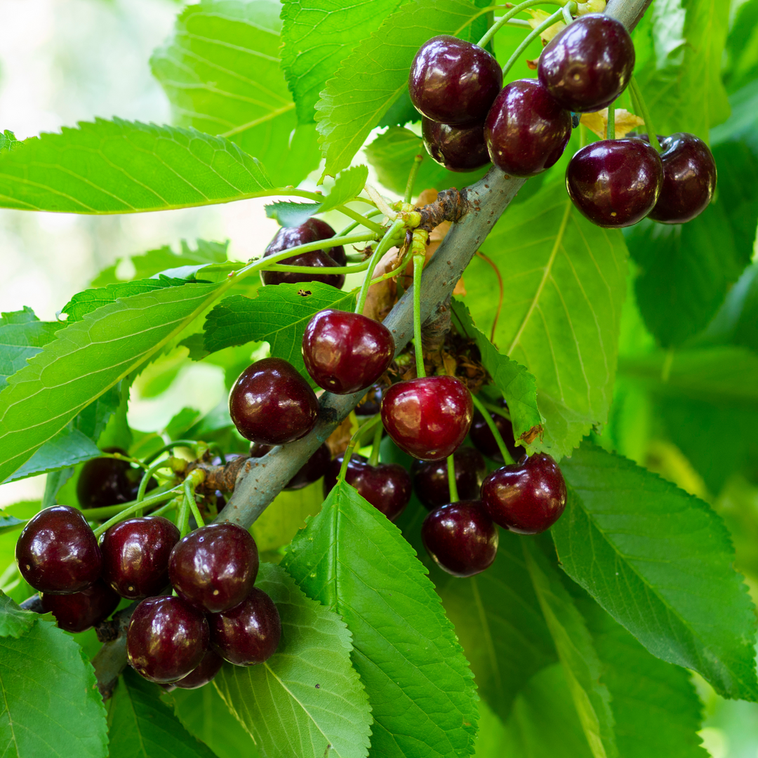 Close-up of ripe dark red and black cherries growing on a Black Tartarian Fruiting Cherry tree