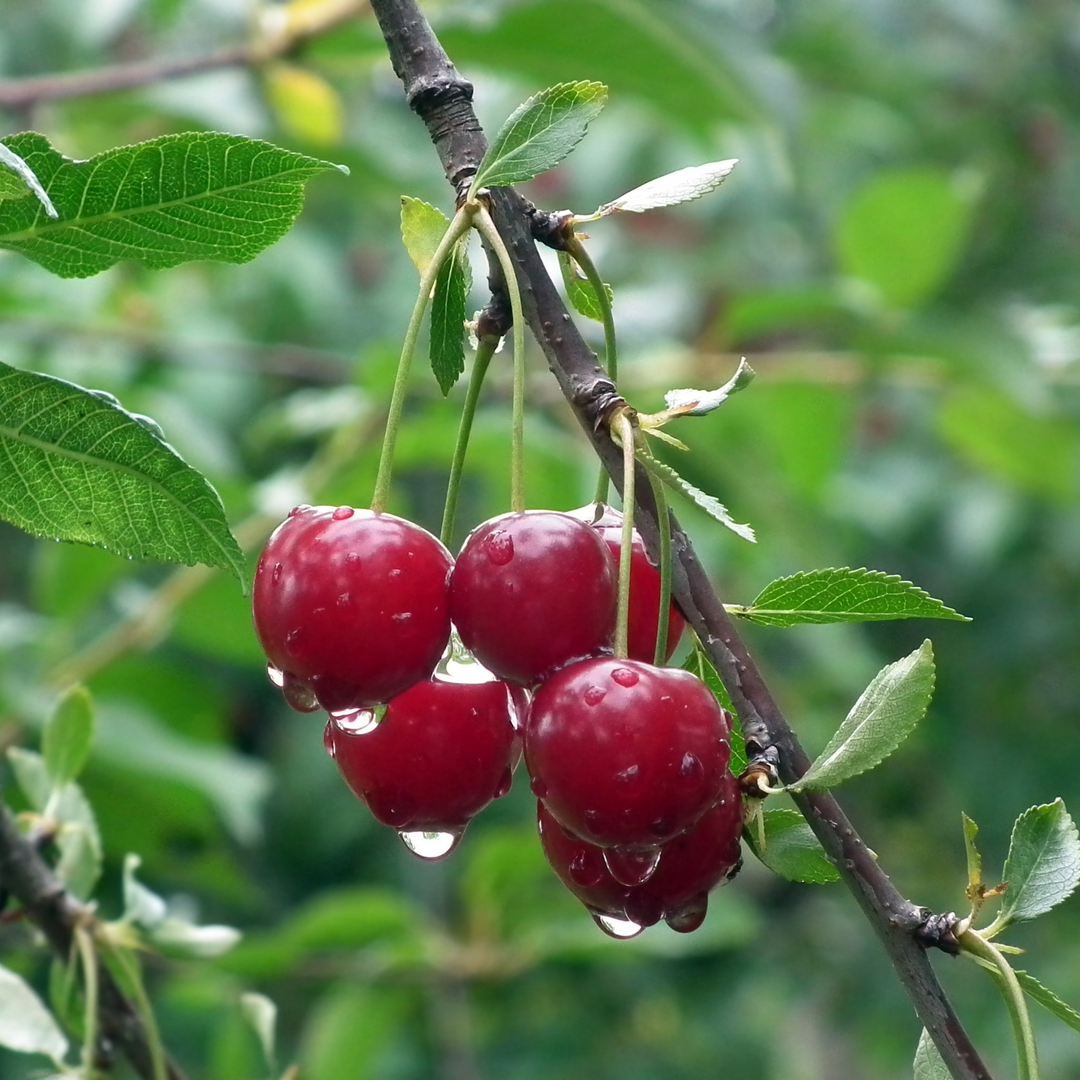 Close-up of ripe dark red cherries with water droplets growing on a Kristin Fruiting Cherry tree