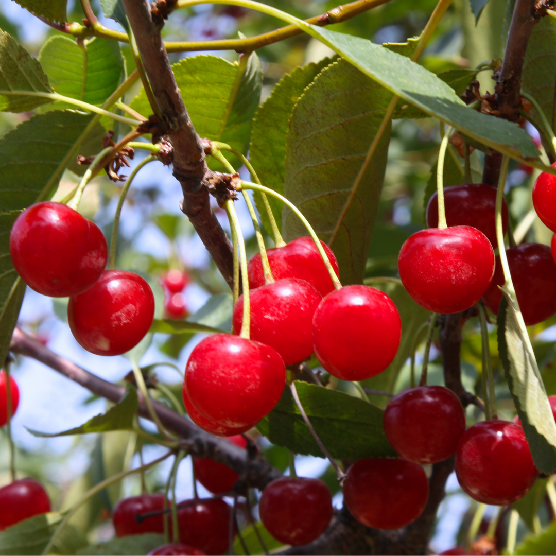 Close-up of ripe red tart cherries growing on a Montmorency Fruiting Cherry tree