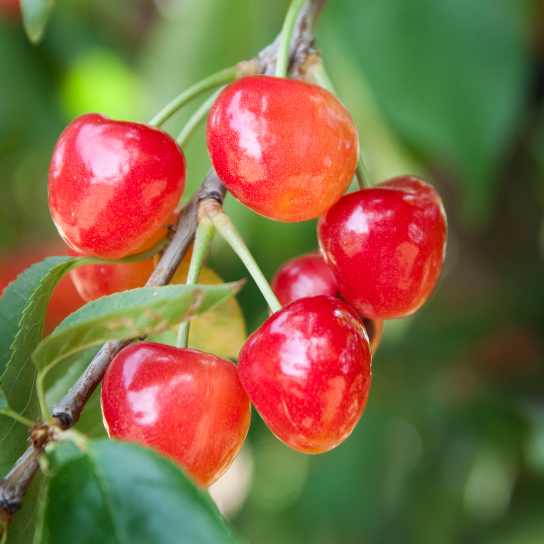 Close-up of ripe yellow and red Rainier cherries growing on a branch