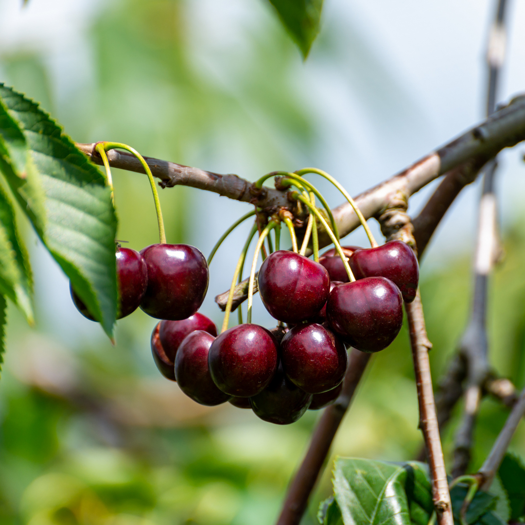 Close-up of ripe dark red cherries growing on a Sam Fruiting Cherry tree