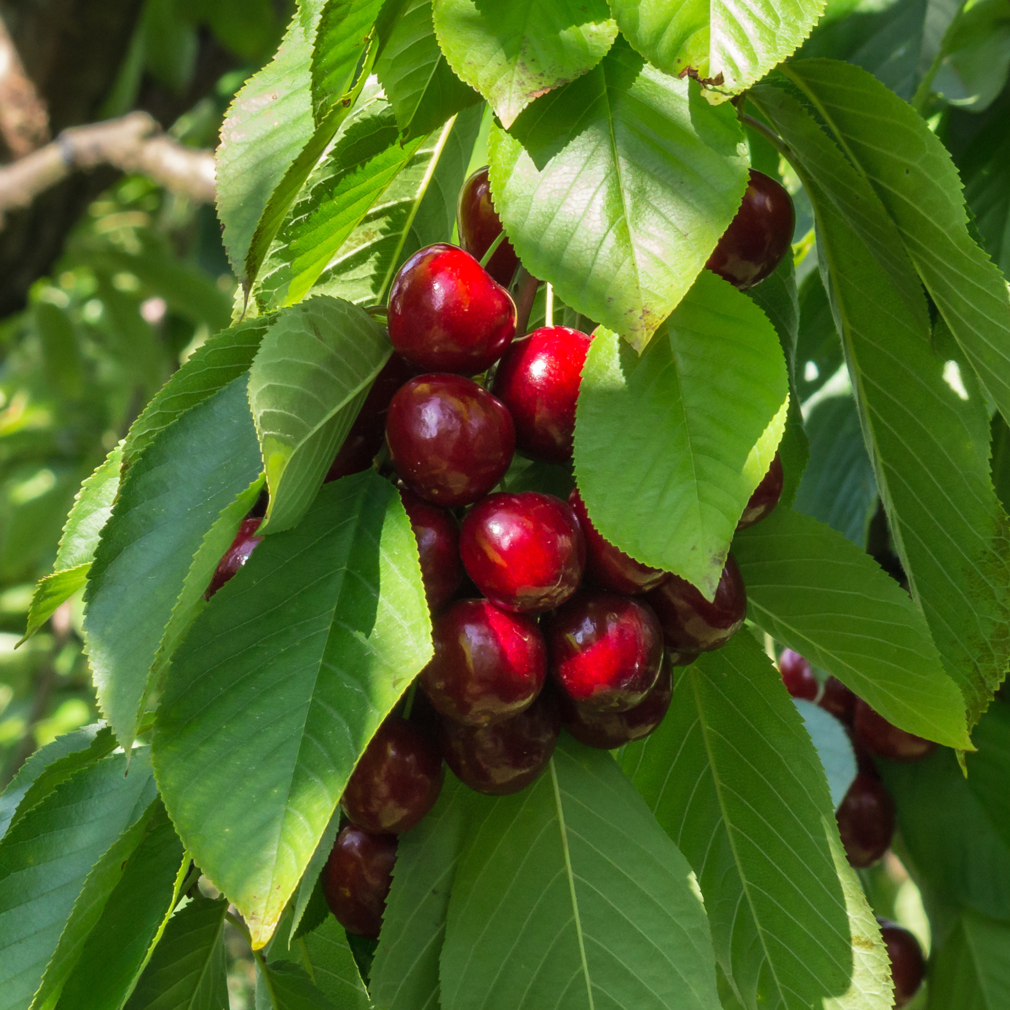 Close-up of ripe dark red cherries growing on a Stella Fruiting Cherry tree