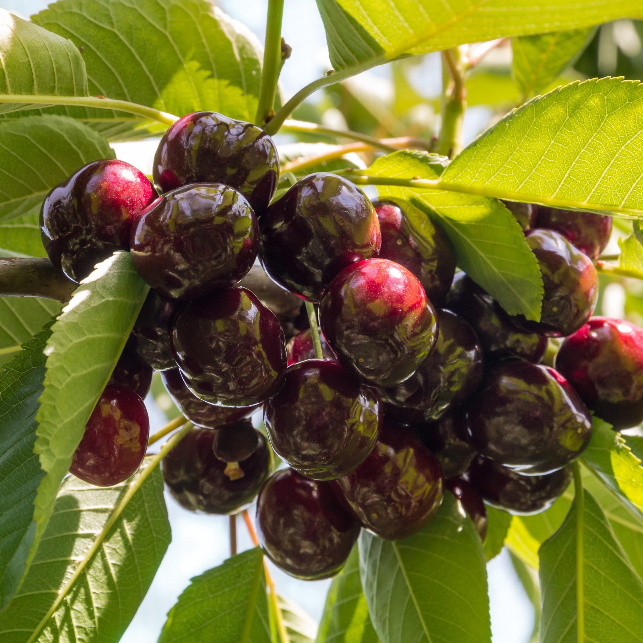 Close-up of ripe dark red cherries growing on a Van Fruiting Cherry tree