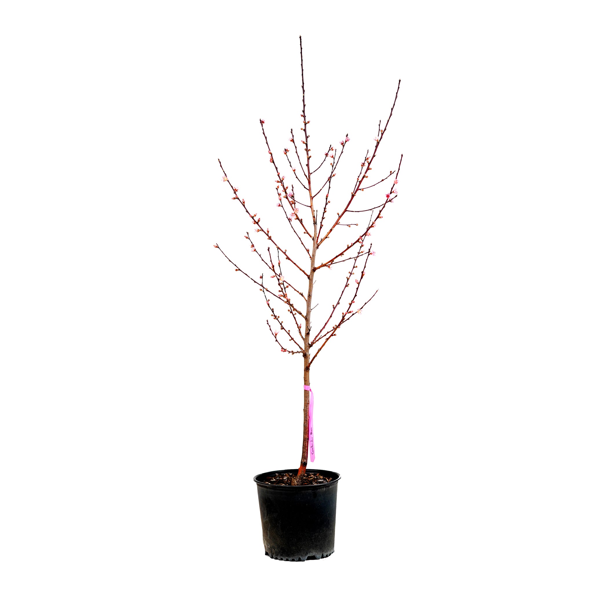 Peach, Contender – Freedom Tree Farms