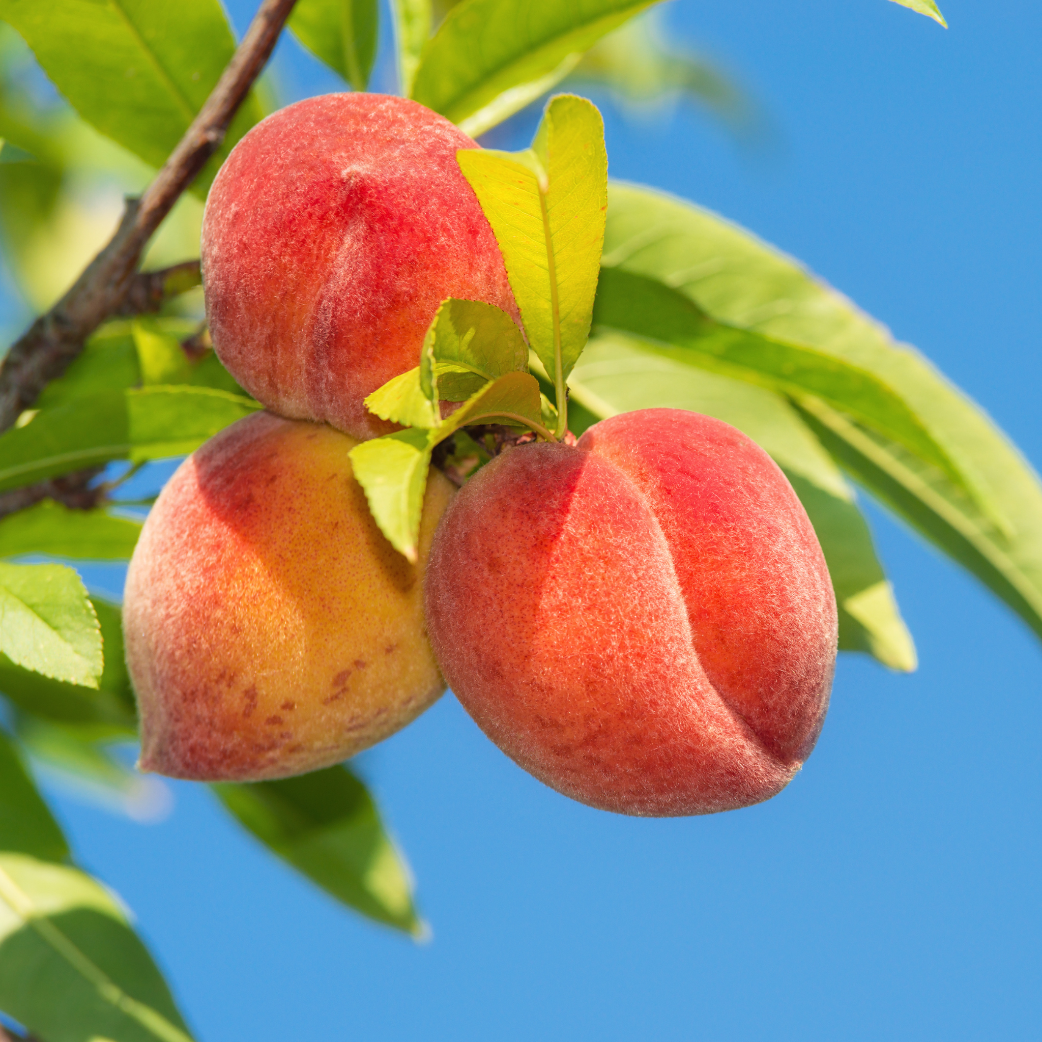 Detailed view of three large peaches with a vibrant red blush ripening on a live Contender Peach tree surrounded by green leaves