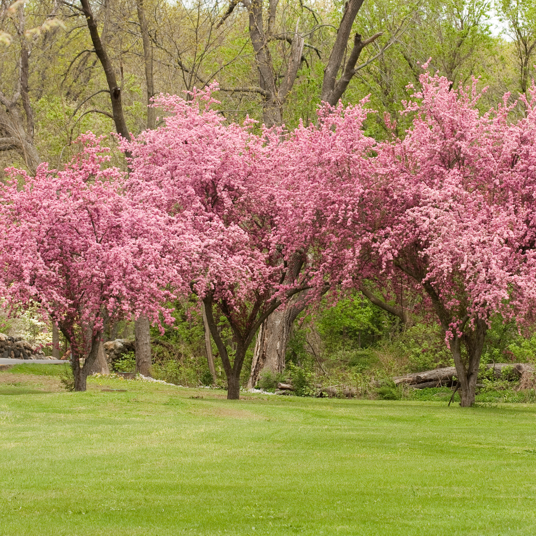 A row of mature Adams Crabapple trees in full spring bloom with dense pink flowers